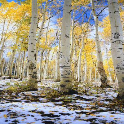 Krajobrazy Lasy 2560 1920 1304